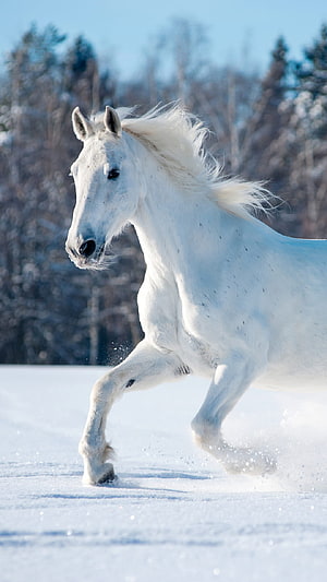White Horse Galloping Through Snowy Winter Landscape HD phone wallpaper
