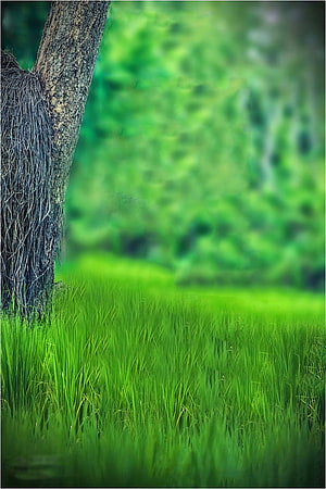Lush Green Grass Field with Tree Trunk and Soft Blurred Forest Background HD phone wallpaper