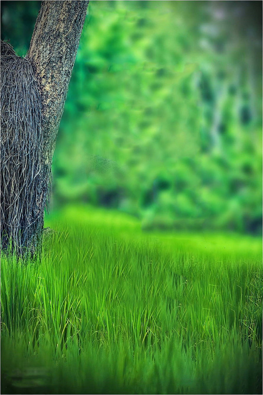 Lush Green Grass Field with Tree Trunk and Soft Blurred Forest Background HD phone wallpaper