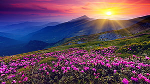 Vibrant alpine meadow with pink wildflowers under a dramatic sunset sky HD wallpaper