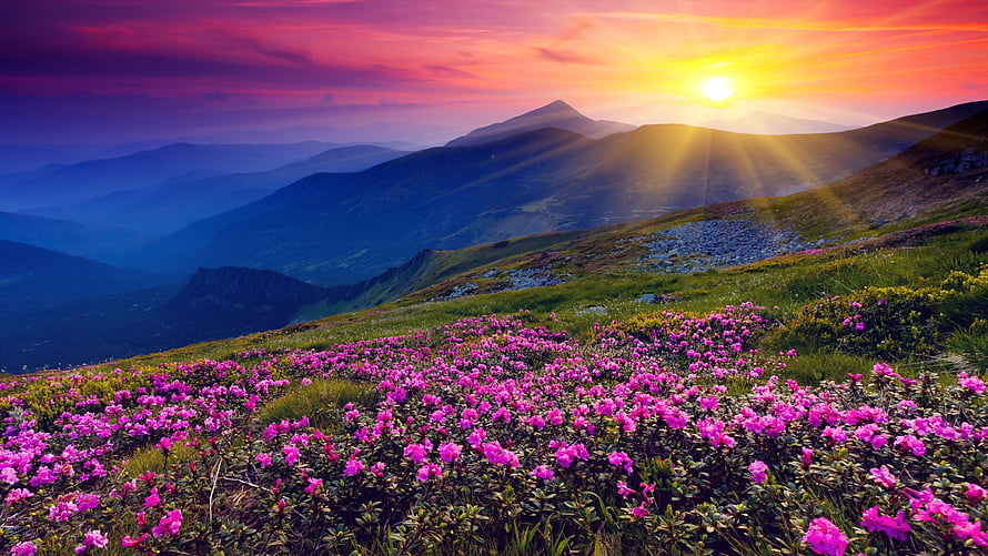 Vibrant alpine meadow with pink wildflowers under a dramatic sunset sky HD wallpaper