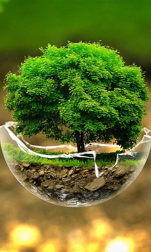 Lush Green Tree Growing From a Cracked Glass Sphere with Exposed Soil Layers HD phone wallpaper