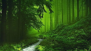 Misty Green Forest Stream With Sunbeams Filtering Through Tall Evergreen Trees HD wallpaper