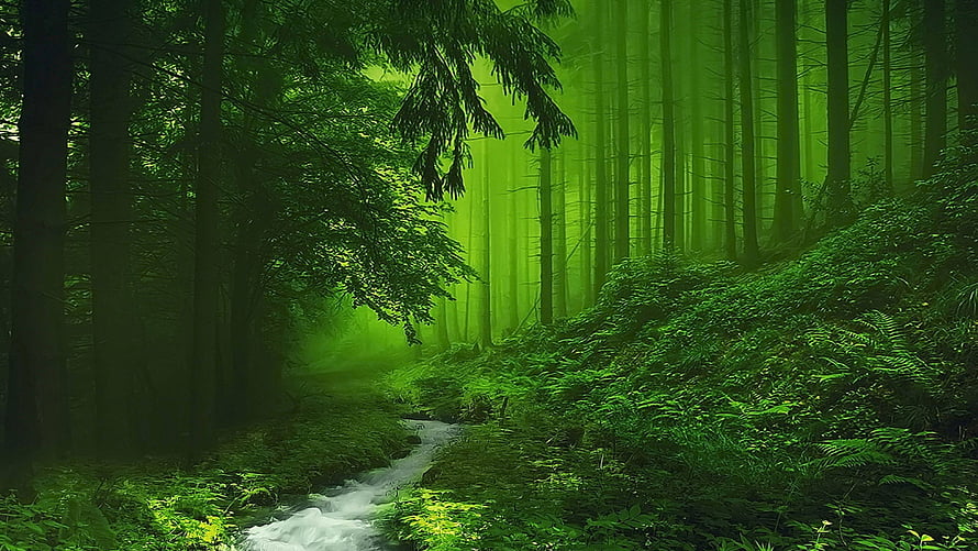 Misty Green Forest Stream With Sunbeams Filtering Through Tall Evergreen Trees HD wallpaper