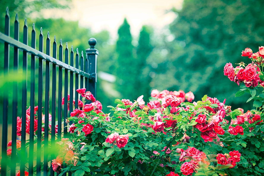 Vibrant Pink Roses Blooming Along a Black Iron Fence in a Lush Garden HD wallpaper