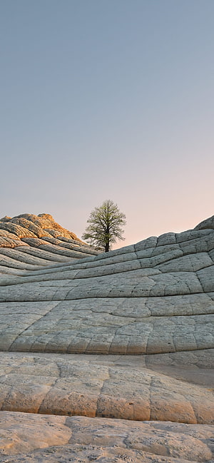 Lone Tree on Layered Sandstone Ridge at Golden Hour HD phone wallpaper