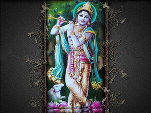 Lord Krishna Playing Flute with Peacock Feathers and White Cow HD wallpaper