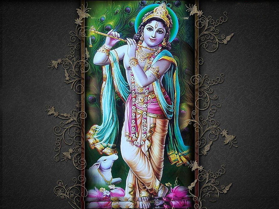 Lord Krishna Playing Flute with Peacock Feathers and White Cow HD wallpaper