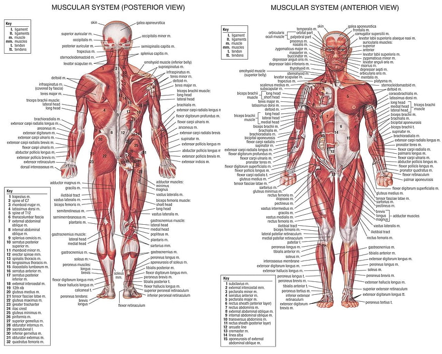 Anatomical Diagram of Human Muscular System Showing Anterior and Posterior Views HD wallpaper