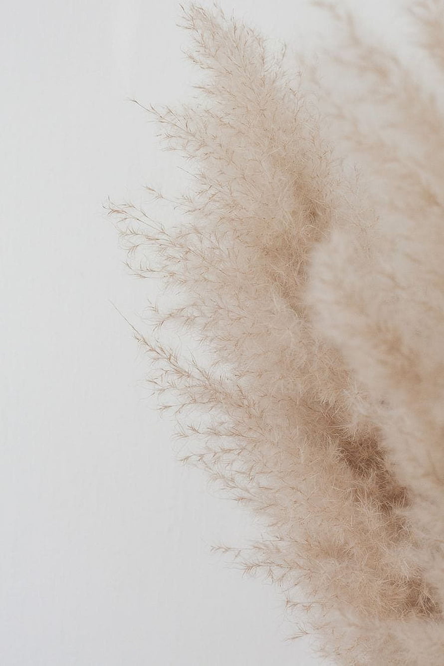 Soft Beige Dried Grasses on a Minimalist White Background HD phone wallpaper