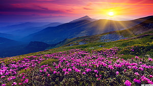 Vibrant pink alpine wildflowers blooming on a mountain ridge at sunrise with dramatic sun rays HD wallpaper