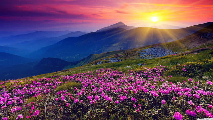 Vibrant pink alpine wildflowers blooming on a mountain ridge at sunrise with dramatic sun rays HD wallpaper