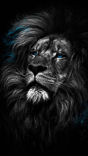 Majestic Black Lion Portrait with Glowing Blue Eyes and Cyan Smoke Accents HD phone wallpaper