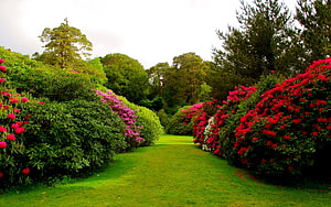 Vibrant Rhododendron Garden Path Lined With Colorful Blooms And Lush Greenery HD wallpaper