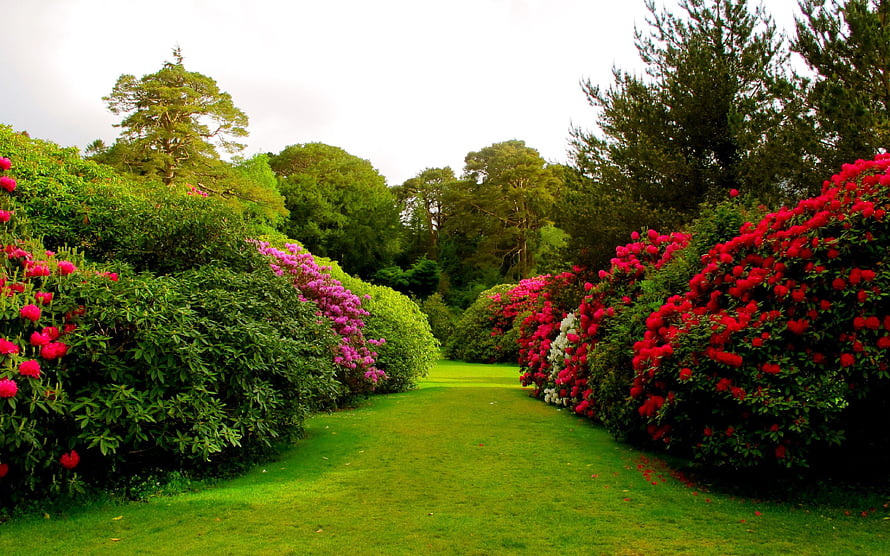 Vibrant Rhododendron Garden Path Lined With Colorful Blooms And Lush Greenery HD wallpaper