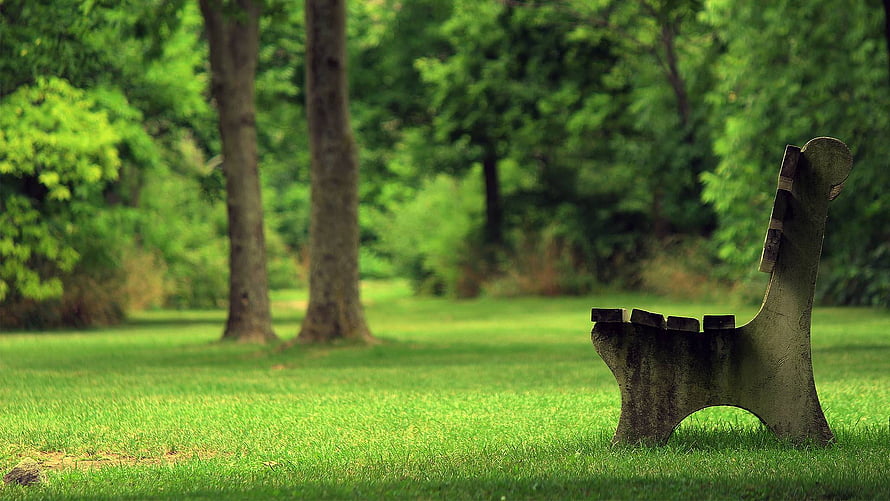 Weathered Concrete Bench in a Lush Green Park with Tall Trees and Soft Focus Foliage HD wallpaper