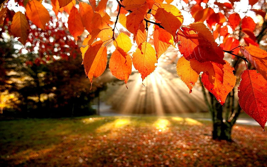 Vibrant autumn leaves backlit by golden sun rays in a serene park landscape HD wallpaper