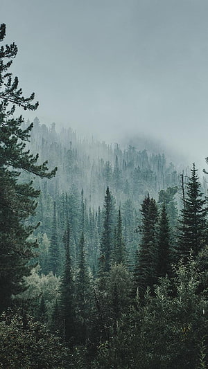 Misty Evergreen Forest Landscape with Foggy Mountain View HD phone wallpaper