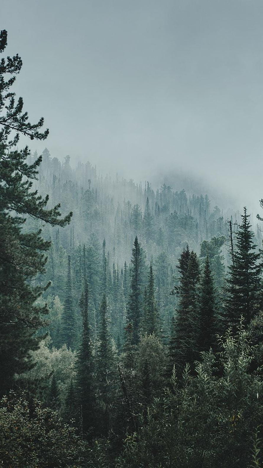 Misty Evergreen Forest Landscape with Foggy Mountain View HD phone wallpaper