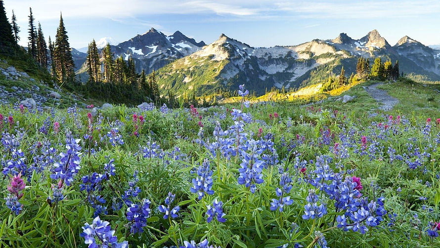 Alpine Meadow With Blue Wildflowers And Snow-Capped Mountain Peaks HD wallpaper