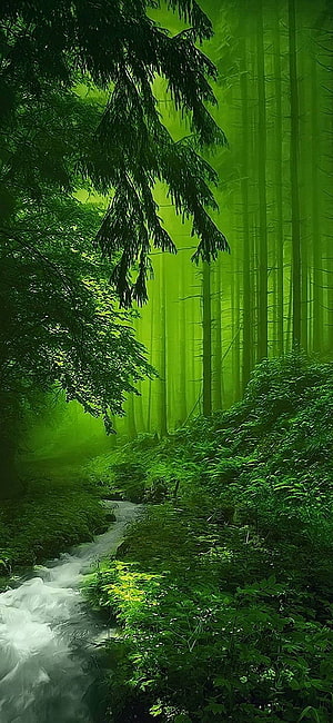 Misty Forest Stream with Lush Green Foliage and Tall Trees HD phone wallpaper