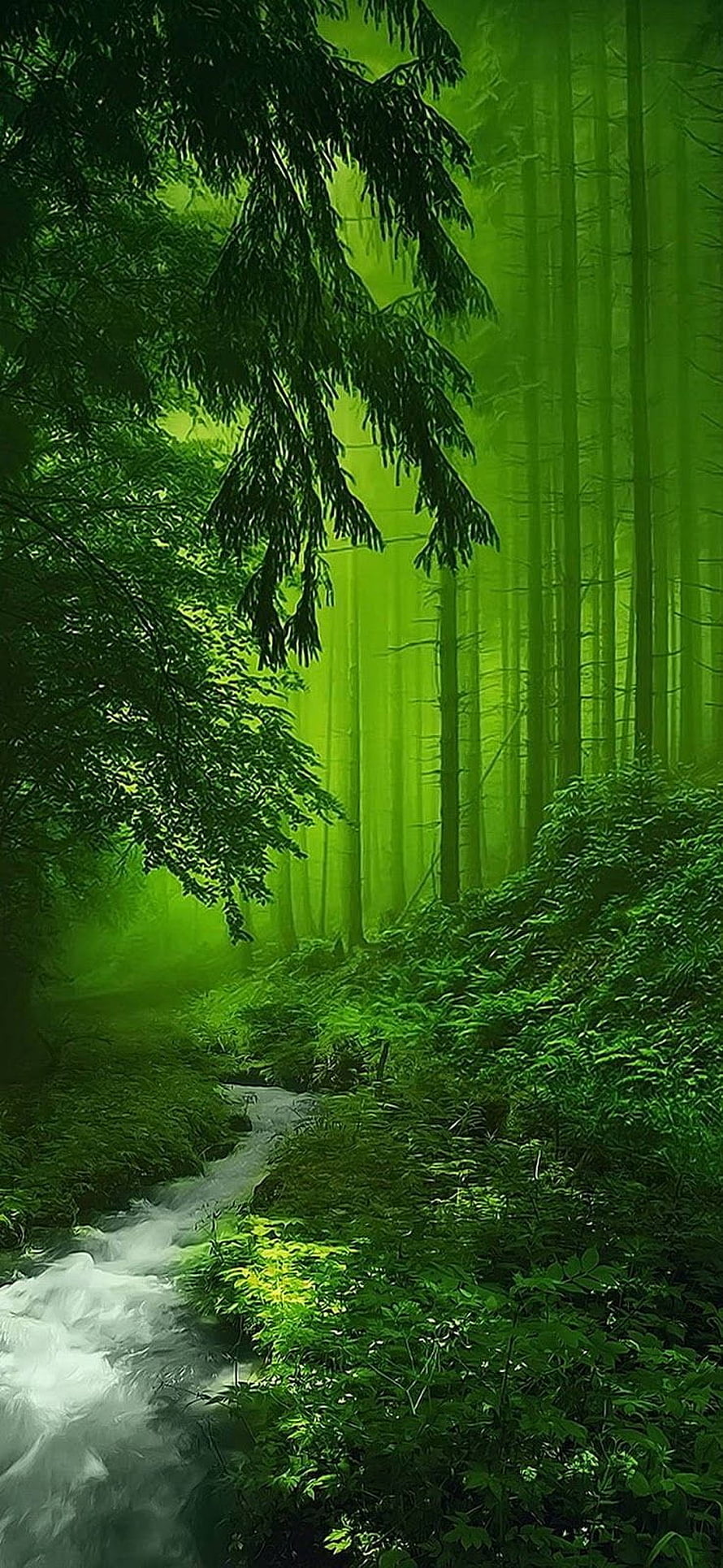 Misty Forest Stream with Lush Green Foliage and Tall Trees HD phone wallpaper