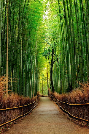 Serene Bamboo Grove Pathway Lined with Tall Green Stalks and Woven Fences HD phone wallpaper