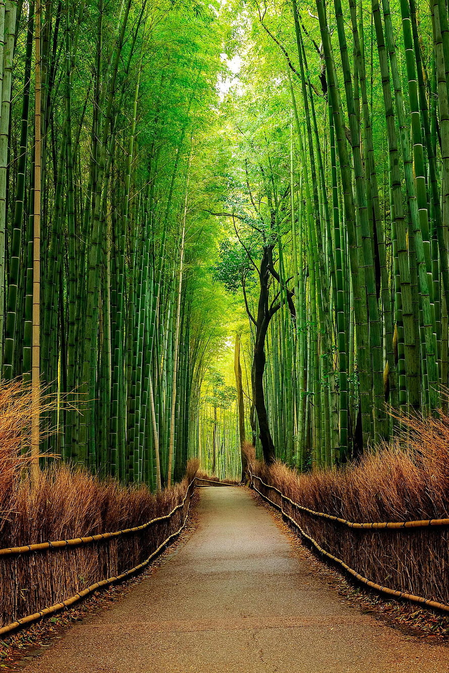 Serene Bamboo Grove Pathway Lined with Tall Green Stalks and Woven Fences HD phone wallpaper