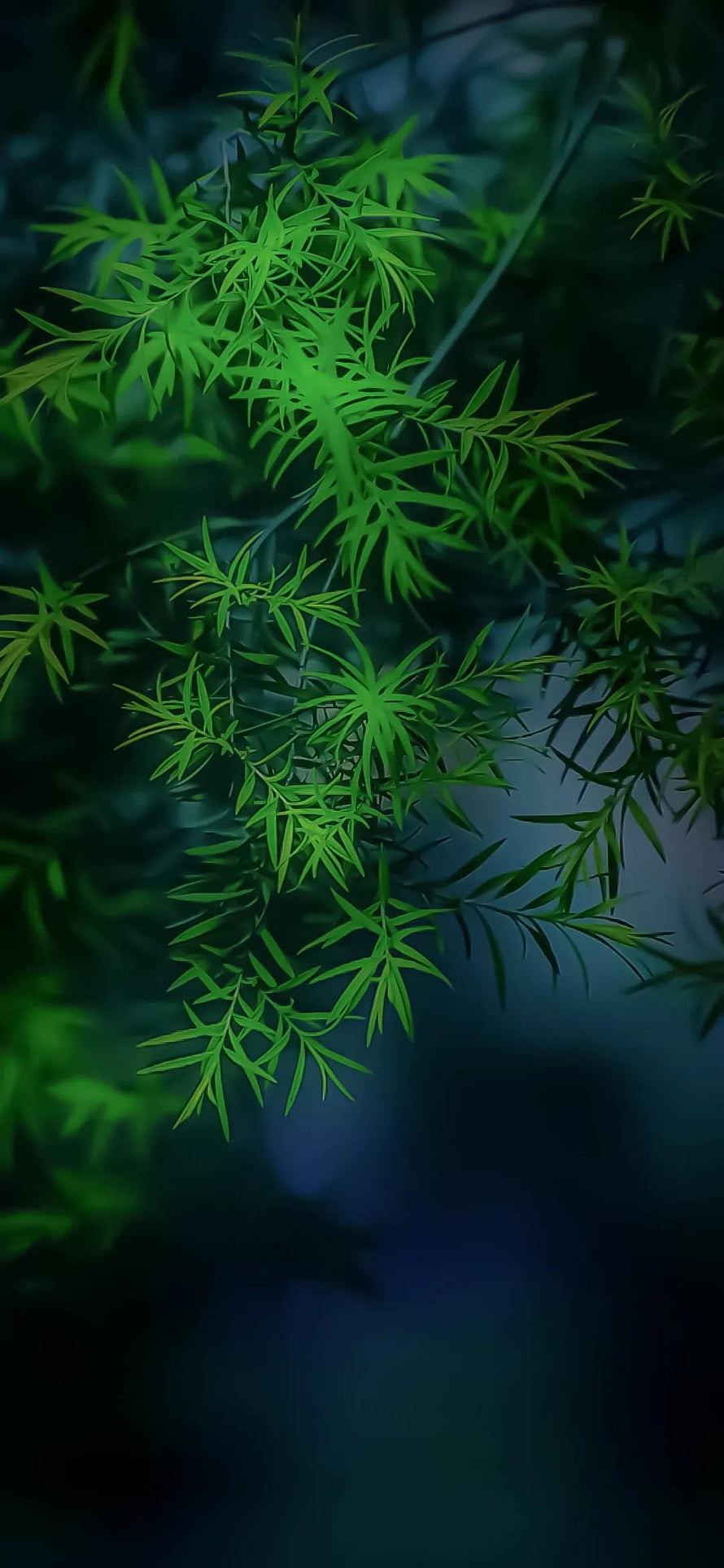 Vibrant Green Fern Fronds Against a Dark Moody Background HD phone wallpaper