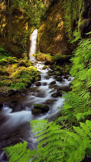 Mossy Forest Creek with Small Waterfall and Lush Green Ferns HD phone wallpaper