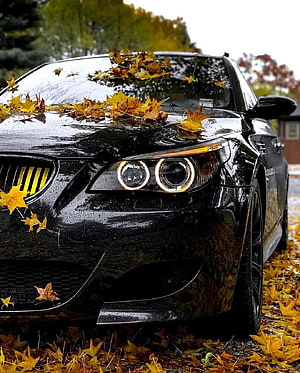 Black BMW M5 E60 Sedan Parked in Autumn Leaves with Wet Paint Finish HD phone wallpaper