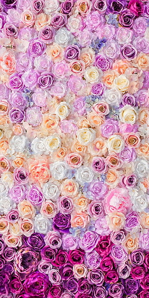 Pastel Rose Garden Wall With Soft Pink, Purple, and White Blooms in a Vintage Floral Arrangement HD phone wallpaper