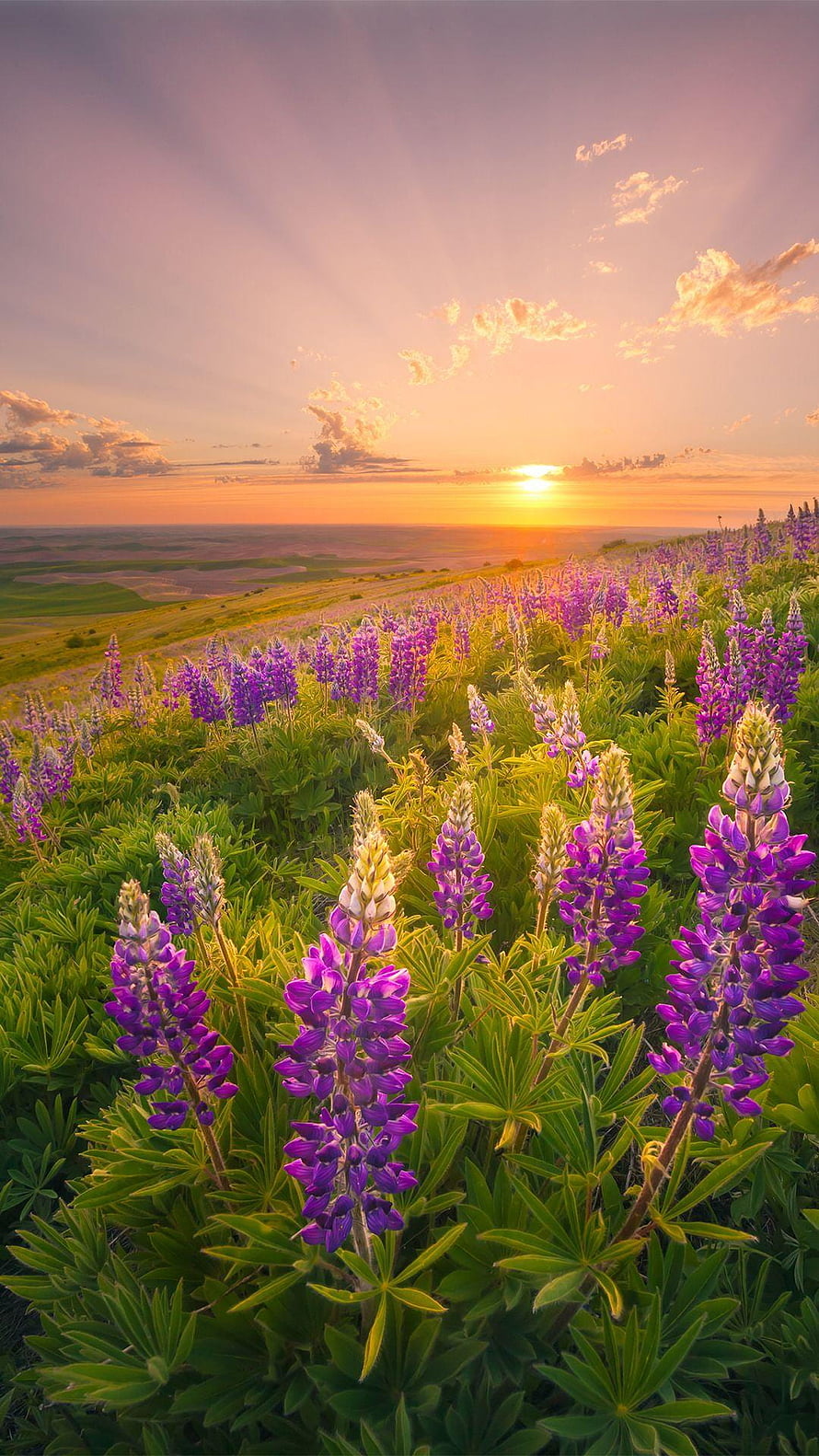 Vast Field of Purple Lupine Flowers Under a Golden Sunset Sky HD phone wallpaper