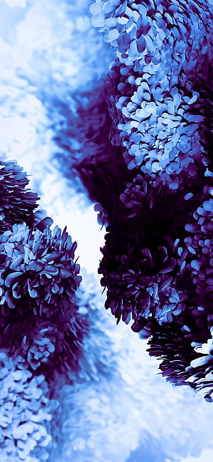 Vibrant Blue and Purple Chrysanthemum Blooms Against a Soft Cloudy Sky HD phone wallpaper
