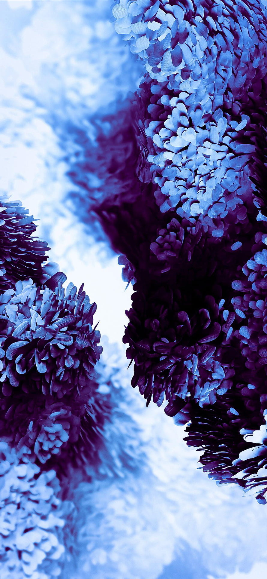 Vibrant Blue and Purple Chrysanthemum Blooms Against a Soft Cloudy Sky HD phone wallpaper