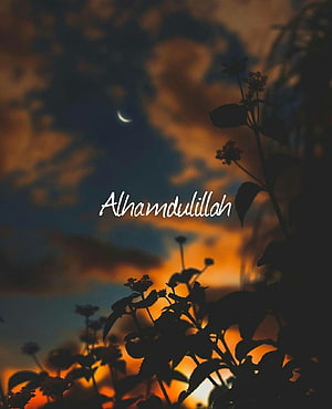 Alhamdulillah Crescent Moon and Silhouetted Flowers at Sunset HD phone wallpaper