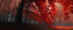 Misty Autumn Forest Path With Vibrant Red Foliage and Dark Tree Trunks HD wallpaper