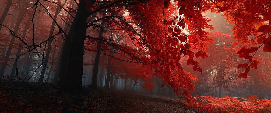 Misty Autumn Forest Path With Vibrant Red Foliage and Dark Tree Trunks HD wallpaper