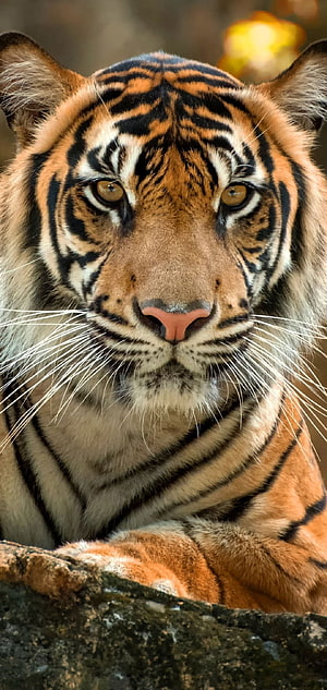 Close-up portrait of a majestic tiger resting on a rock with intense amber eyes and detailed fur texture HD phone wallpaper