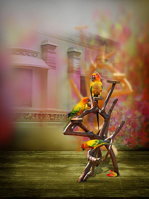 Three Sun Conures Perched on a Driftwood Stand in a Dreamy Studio Setting HD phone wallpaper