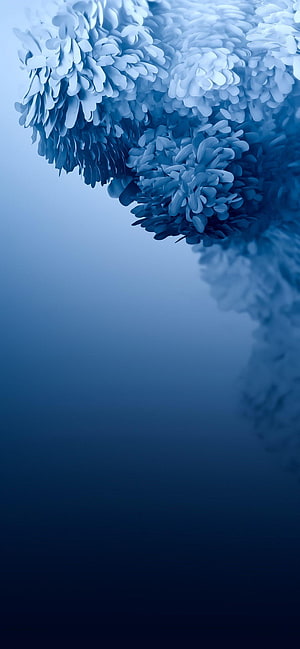 Elegant Blue Chrysanthemum Blooms Against a Soft Gradient Background HD phone wallpaper