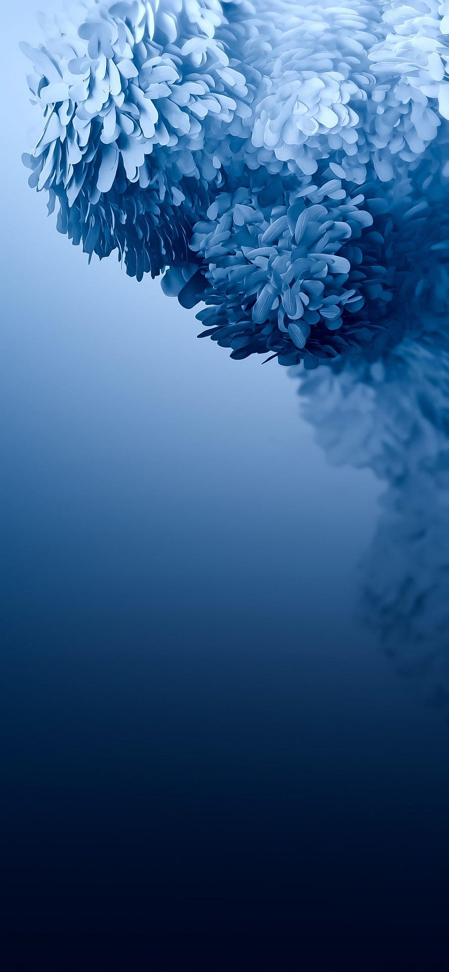Elegant Blue Chrysanthemum Blooms Against a Soft Gradient Background HD phone wallpaper