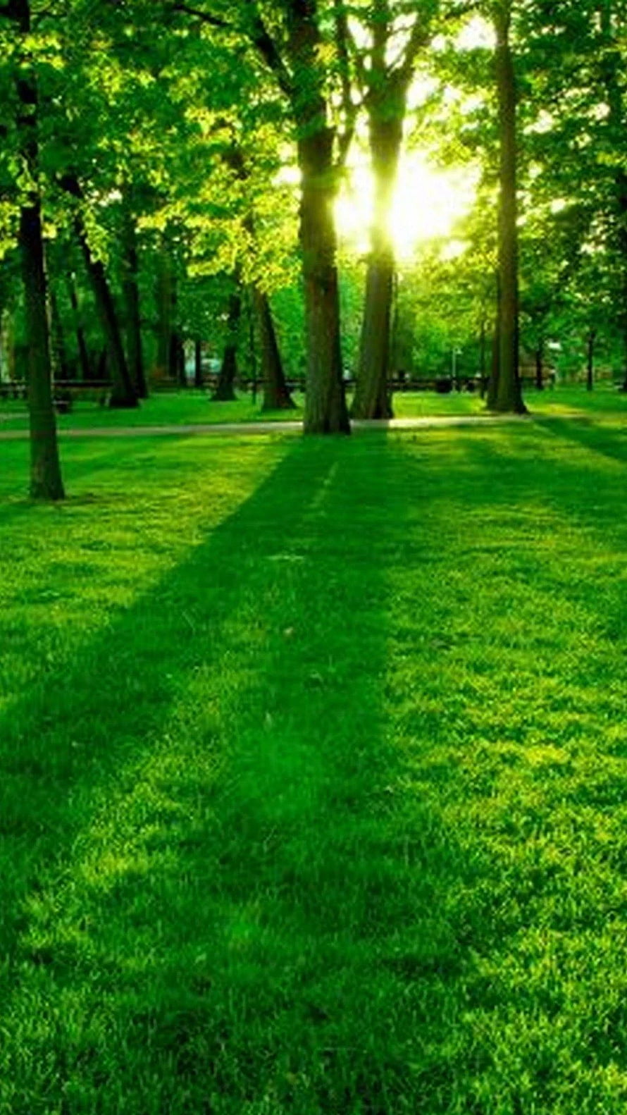 Sunlit Park Path With Lush Green Grass And Tall Trees HD phone wallpaper