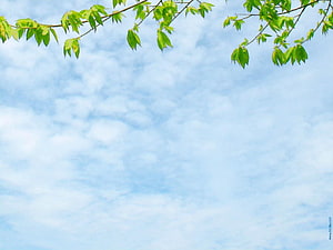 Fresh Green Tree Branches Against a Soft Blue Sky with Wispy Clouds HD wallpaper