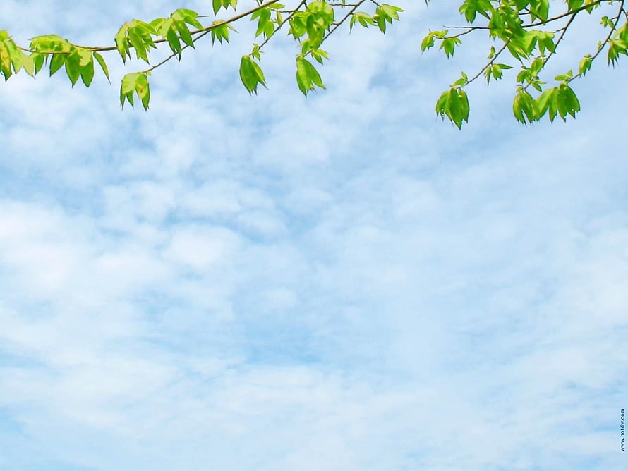 Fresh Green Tree Branches Against a Soft Blue Sky with Wispy Clouds HD wallpaper