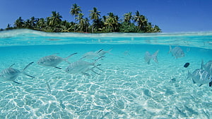 Tropical Island Underwater Scene With School Of Silver Fish In Crystal Clear Turquoise Water HD wallpaper