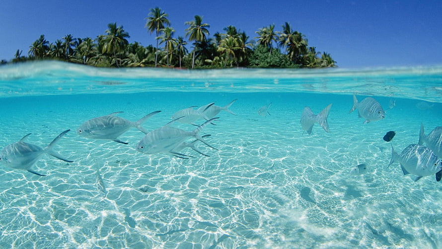 Tropical Island Underwater Scene With School Of Silver Fish In Crystal Clear Turquoise Water HD wallpaper