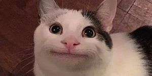 Close-up of a white and grey cat with wide eyes and a subtle smile HD wallpaper