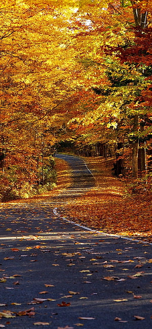 Winding Country Road Through Vibrant Autumn Forest Foliage HD phone wallpaper