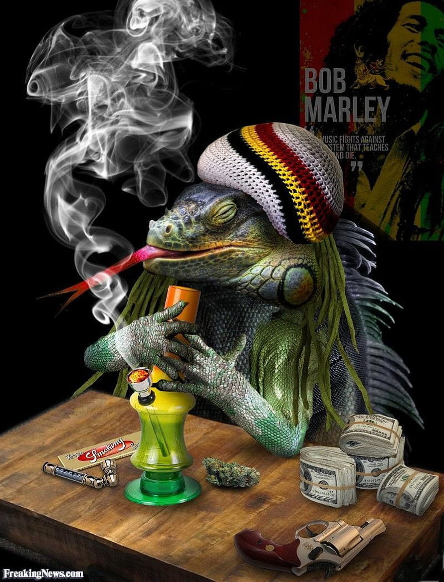 Iguana in Rasta Hat Smoking Bong with Cash and Revolver on Wooden Table HD phone wallpaper